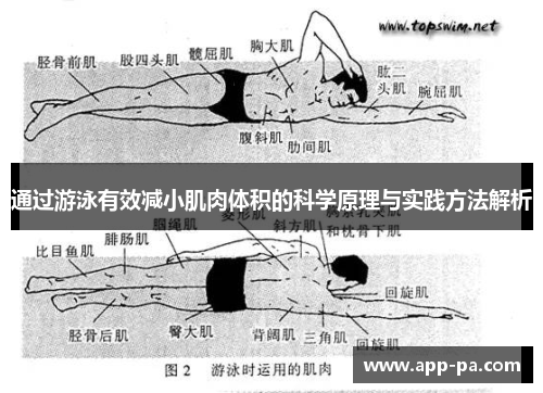 通过游泳有效减小肌肉体积的科学原理与实践方法解析